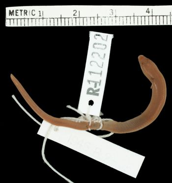 Media type: image; Herpetology R-112202   Aspect: dorsal